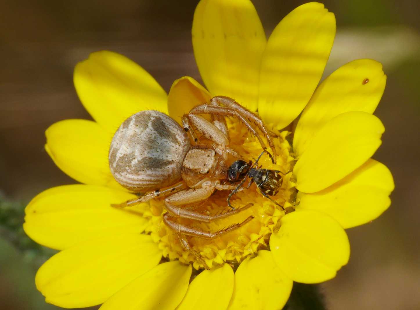 Piccolo dramma: femmina di Chrysomelidae Bruchinae predata da Xisticus sp.